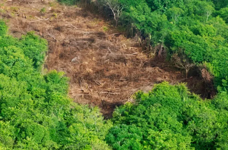 Aerial view of a deforested area in the middle of the forest